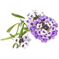 Комплект картриджей Click & Grow Алиссум Душистый 3 Pack (Purple)