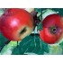 Интерьерная картина маслом (40 х 60 см) Яблоки оптом