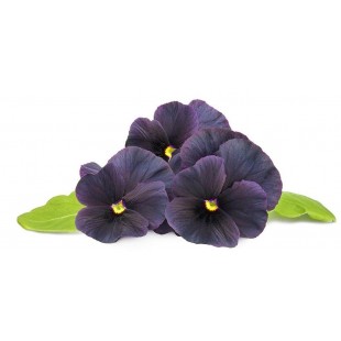 Комплект картриджей Click & Grow Черная Фиалка 3 Pack (Dark Purple) оптом