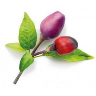 Комплект картриджей Click & Grow Пурпурный Перец 3 Pack (Purple) оптом