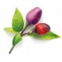 Комплект картриджей Click & Grow Пурпурный Перец 3 Pack (Purple) оптом
