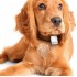 Трекер для домашних животных Tractive GPS Pet Tracking Device (TRATR1) оптом